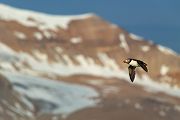 Papageitaucher - Fratercula arctica, Puffin
