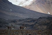 Spitzbergen-Rentier, Rangifer tarandus platyrhynchus, Svalbardrein