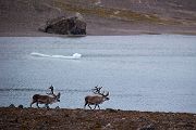 Spitzbergen-Rentier, Rangifer tarandus platyrhynchus, Svalbardrein