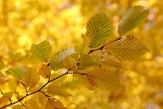 Herbst 2007