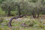 Lesbos Lesvos