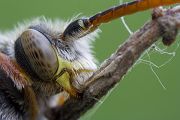 Wespenbiene - Nomada