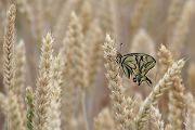 Schwalbenschwanz - Papilio machaon