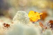 Schweden 2024