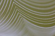 Spinnennetz 