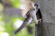 Habicht - Accipiter gentilis, Habicht greift Schwarzspecht, Habichtterzel, Zugriff, Habicht versucht, jungen Schwarzspecht zu greifen 
Greifvoegel, Greifvogel, Accipitriformes, (Accipitridae, Habichtartige, Habichte und Sperber, Accipiter, Schwarzspechthöhle, Habicht greift Schwarzspecht, Habicht greift jungen Schwarzspecht, Habicht will Schwarzspecht schlagen, Aves, Muldental, Grimma, Sachsen, Rotbuche, Buche, 