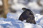 Sperber - Accipiter nisus Greifvoegel Voegel Habichtartige Sachsen Grimma Weibchen