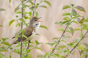 Drosselrohrsaenger - Acrocephalus arundinaceus, Sachsen, Rohrsaenger, Grasmueckenartige 