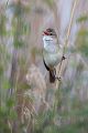 Drosselrohrsaenger - Acrocephalus arundinaceus, Sachsen, Rohrsaenger, Grasmueckenartige 
