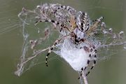 Eichblatt-Radspinne - Aculepeira ceropegia
