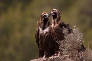 Moenchsgeier, Aegypius monachus, Kuttengeier,  Geier, Spanien, Pyrenäen, Aegypius, Habichtartige, Greifvoegel, Greifvogel, Adult, Juvenil,