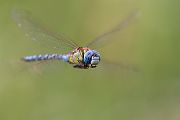 Suedliche Mosaikjungfer - Aeshna affinis Maennchen Edellibellen Sachsen-Anhalt Odonata Großlibellen Libellen 