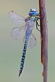 Suedliche Mosaikjungfer - Aeshna affinis Maennchen Edellibellen Sachsen-Anhalt Odonata Großlibellen Libellen 