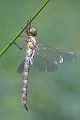 Aeshna cyanea - Blaugruene Mosaikjungfer Edellibellen Weibchen Sachsen Grimma Odonata Großlibellen
