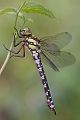 Aeshna cyanea - Blaugruene Mosaikjungfer Edellibellen Weibchen Sachsen Odonata Großlibellen Grimma Insekten Libellen 