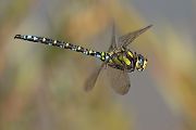 Blaugruene Mosaikjungfer - Aeshna cyanea Edellibellen Maennchen Libellen Muldental Sachsen Grimma Odonata Großlibellen Aeshniden Flugstudie Flugaufnahme der Blaugruenen Mosaikjungfer 