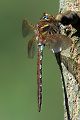 Braune Mosaikjungfer - Aeshna grandis