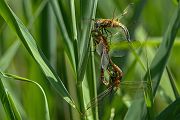 Keilflecklibelle, Keilfleck-Mosaikjungfer - Aeshna isosceles, Grimma, Sachsen, Edellibellen, Libellula, Aeshnidae, Muldental, richter-naturfotografie.de