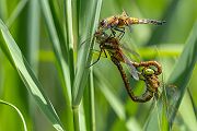 Keilflecklibelle, Keilfleck-Mosaikjungfer - Aeshna isosceles, Grimma, Sachsen, Edellibellen, Libellula, Aeshnidae, Muldental, richter-naturfotografie.de