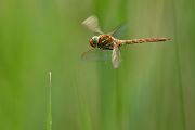 Keilflecklibelle, Keilfleck-Mosaikjungfer - Aeshna isosceles, Grimma, Sachsen, Edellibellen, Libellula, Aeshnidae, Muldental, richter-naturfotografie.de