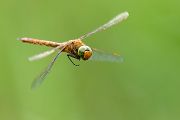 Keilflecklibelle, Keilfleck-Mosaikjungfer - Aeshna isosceles, Grimma, Sachsen, Edellibellen, Libellula, Aeshnidae, Muldental, richter-naturfotografie.de