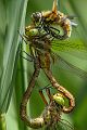 Keilflecklibelle, Keilfleck-Mosaikjungfer - Aeshna isosceles, Grimma, Sachsen, Edellibellen, Libellula, Aeshnidae, Muldental, richter-naturfotografie.de