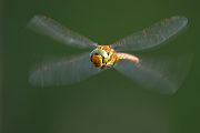 Keilflecklibelle, Keilfleck-Mosaikjungfer - Aeshna isosceles, Grimma, Sachsen, Edellibellen, Libellula, Aeshnidae, Muldental, richter-naturfotografie.de