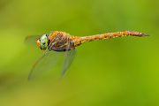 Keilflecklibelle, Keilfleck-Mosaikjungfer - Aeshna isosceles, Grimma, Sachsen, Edellibellen, Libellula, Aeshnidae, Muldental, richter-naturfotografie.de