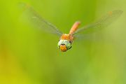 Keilflecklibelle, Keilfleck-Mosaikjungfer - Aeshna isosceles, Grimma, Sachsen, Edellibellen, Libellula, Aeshnidae, Muldental, richter-naturfotografie.de