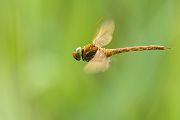 Keilflecklibelle, Keilfleck-Mosaikjungfer - Aeshna isosceles, Grimma, Sachsen, Edellibellen, Libellula, Aeshnidae, Muldental, richter-naturfotografie.de