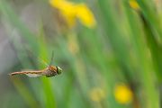 Keilflecklibelle, Keilfleck-Mosaikjungfer - Aeshna isosceles, Grimma, Sachsen, Edellibellen, Libellula, Aeshnidae, Muldental, richter-naturfotografie.de