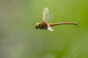 Keilflecklibelle, Keilfleck-Mosaikjungfer - Aeshna isosceles, Grimma, Sachsen, Edellibellen, Libellula, Aeshnidae, Muldental, richter-naturfotografie.de
