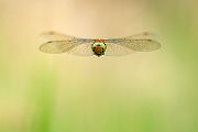 Keilflecklibelle, Keilfleck-Mosaikjungfer - Aeshna isosceles, Grimma, Sachsen, Edellibellen, Libellula, Aeshnidae, Muldental, richter-naturfotografie.de