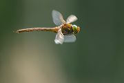Keilflecklibelle, Keilfleck-Mosaikjungfer - Aeshna isosceles, Grimma, Sachsen, Edellibellen, Libellula, Aeshnidae, Muldental, richter-naturfotografie.de