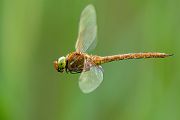 Keilflecklibelle, Keilfleck-Mosaikjungfer - Aeshna isosceles, Grimma, Sachsen, Edellibellen, Libellula, Aeshnidae, Muldental, richter-naturfotografie.de