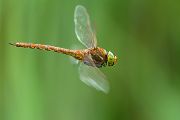 Keilflecklibelle, Keilfleck-Mosaikjungfer - Aeshna isosceles, Grimma, Sachsen, Edellibellen, Libellula, Aeshnidae, Muldental, richter-naturfotografie.de