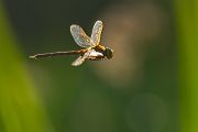 Keilflecklibelle, Keilfleck-Mosaikjungfer - Aeshna isosceles, Grimma, Sachsen, Edellibellen, Libellula, Aeshnidae, Muldental, richter-naturfotografie.de
