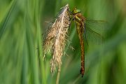 Keilflecklibelle, Keilfleck-Mosaikjungfer - Aeshna isosceles, Grimma, Sachsen, Edellibellen, Libellula, Aeshnidae, Muldental, richter-naturfotografie.de