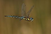 Herbst-Mosaikjungfer - Aeshna mixta - Flugaufnahmen 