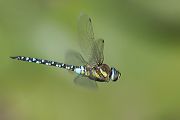 Herbst-Mosaikjungfer - Aeshna mixta - Flugaufnahmen  