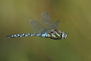 Herbst-Mosaikjungfer - Aeshna mixta - Flugaufnahmen 