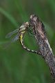 Herbst-Mosaikjungfer - Aeshna mixta