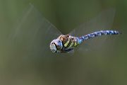 Herbst-Mosaikjungfer - Aeshna mixta - Flugaufnahme 