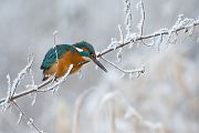 Eisvogel - Alcedo atthis, Maennchen, Kleinfische, Muldental, Grimma, Eisvogel im Muldental, Eisvogel in Sachsen