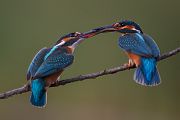 Eisvogel - Alcedo atthis -  Racken, Eisvogel, Sachsen, Muldental, Beute, Fisch, Kingfisher, Juveniler Eisvogel, Vogel