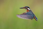 Eisvogel - Alcedo atthis -  Racken, Eisvogel, Sachsen, Muldental, Beute, Fisch, Kingfisher, Juveniler Eisvogel, Vogel