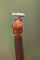 Eisvogel - Alcedo atthis -  Racken, Eisvogel, Sachsen, Muldental, Beute, Fisch, Kingfisher, Juveniler Eisvogel, Vogel