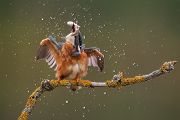 Eisvogel - Alcedo atthis -  Racken, Eisvogel, Sachsen, Muldental, Beute, Fisch, Kingfisher, Juveniler Eisvogel, Vogel