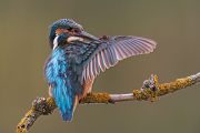 Eisvogel - Alcedo atthis -  Racken, Eisvogel, Sachsen, Muldental, Beute, Fisch, Kingfisher, Juveniler Eisvogel, Vogel