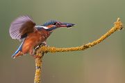 Eisvogel - Alcedo atthis -  Racken, Eisvogel, Sachsen, Muldental, Beute, Fisch, Kingfisher, Juveniler Eisvogel, Vogel